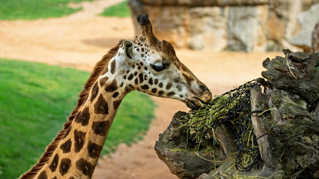 Die Bedeutung der Tiergesundheit für Mensch und Umwelt