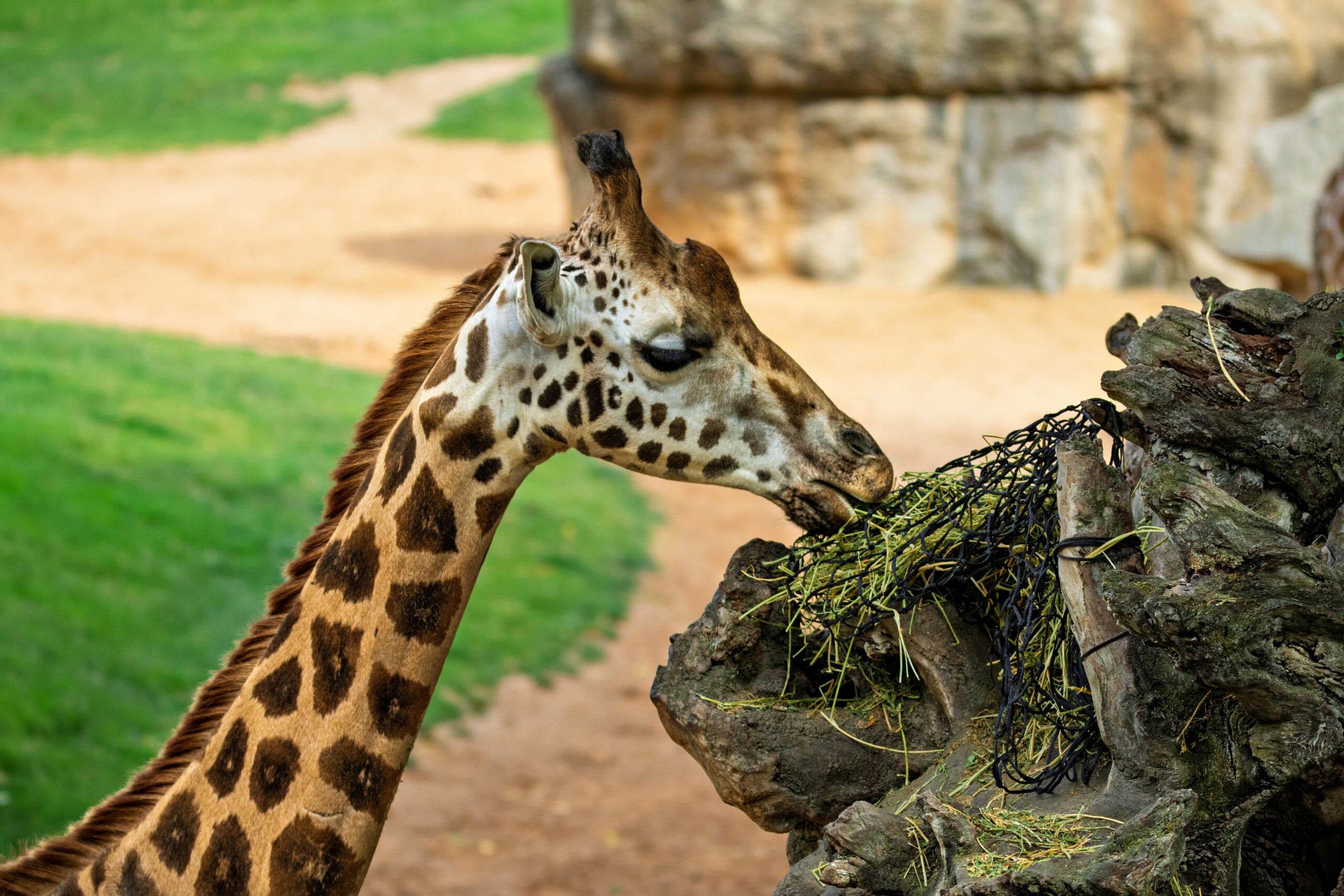 Eine Giraffe knabbert anmutig an Laub in einem Zoo und stellt dabei ihren langen Hals und ihre einzigartigen Muster zur Schau.