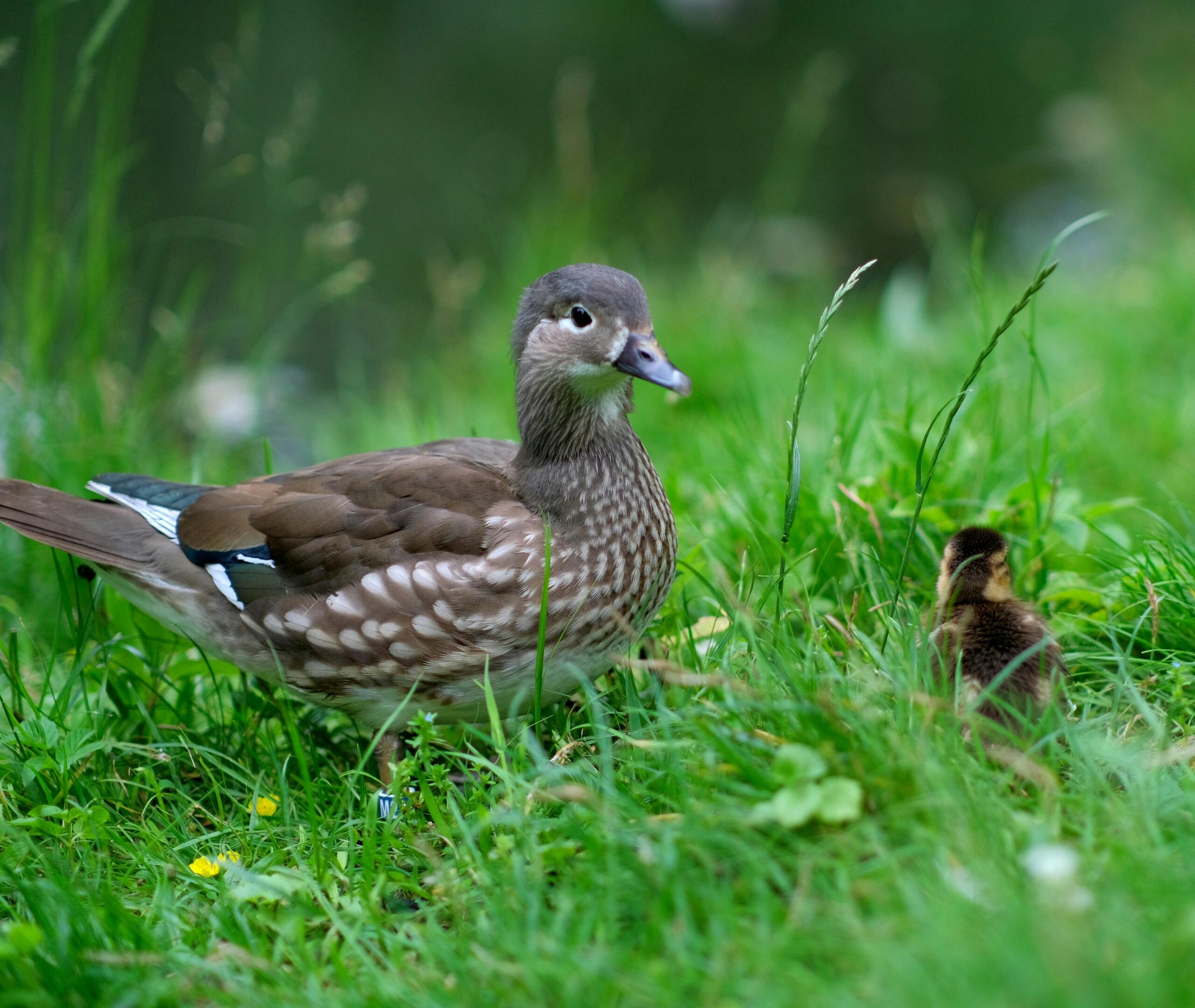 Eine wunderschöne Mandarinente mit einem Küken auf leuchtend grünem Gras, eine idyllische Naturszene.