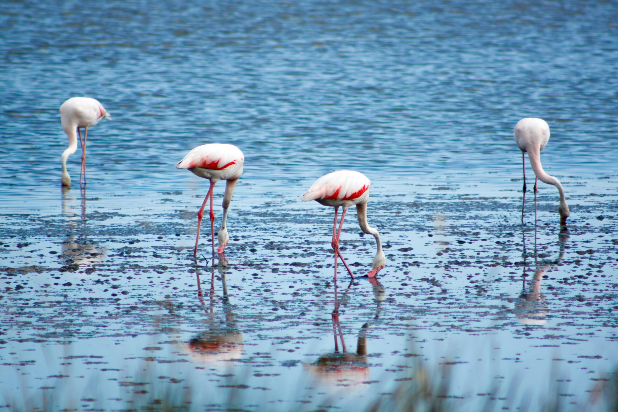 Anmutige rosa Flamingos waten und fressen in einer ruhigen Feuchtgebietslandschaft.