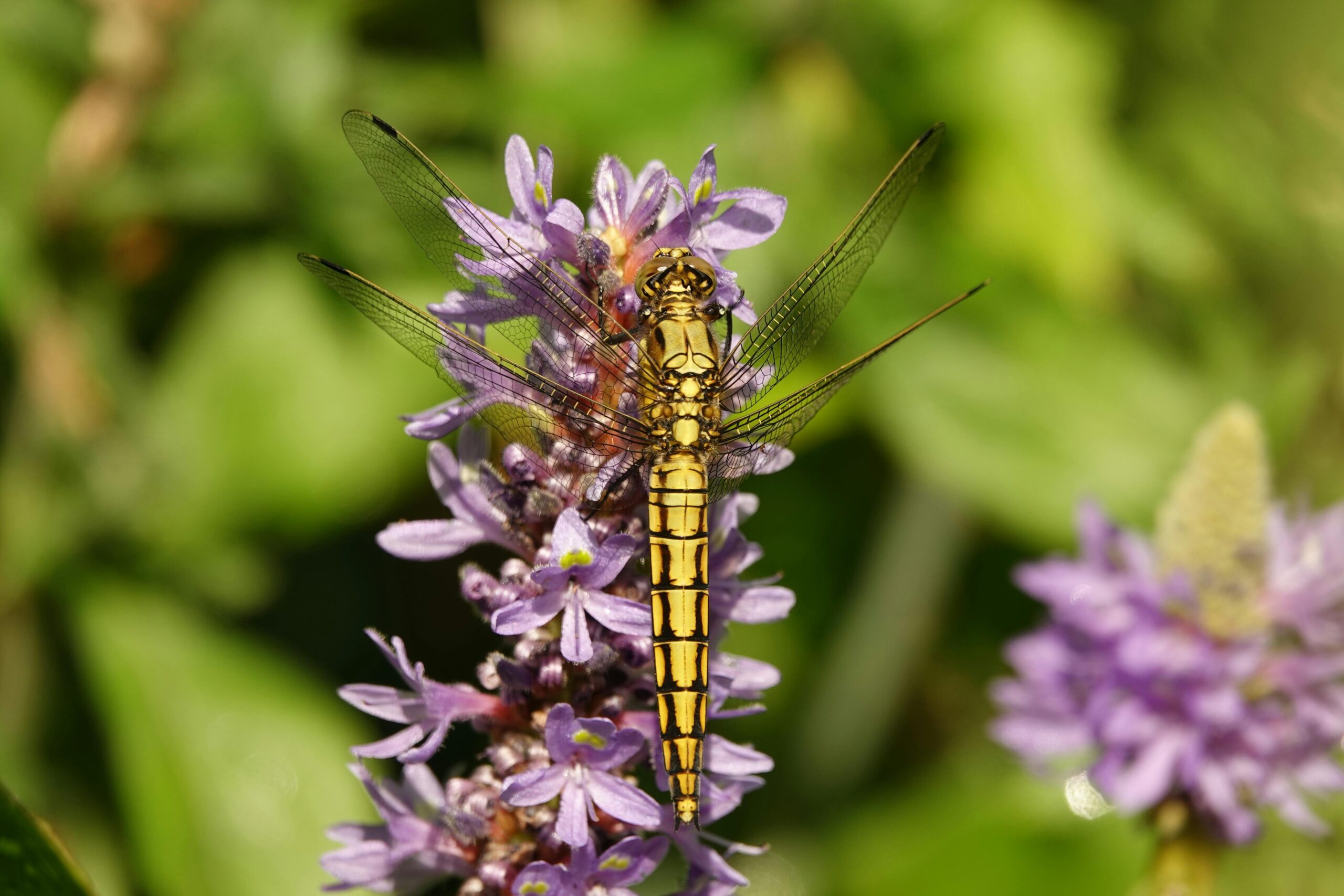 Libelle ruht auf leuchtend violetten Blüten in einer üppigen Gartenumgebung.