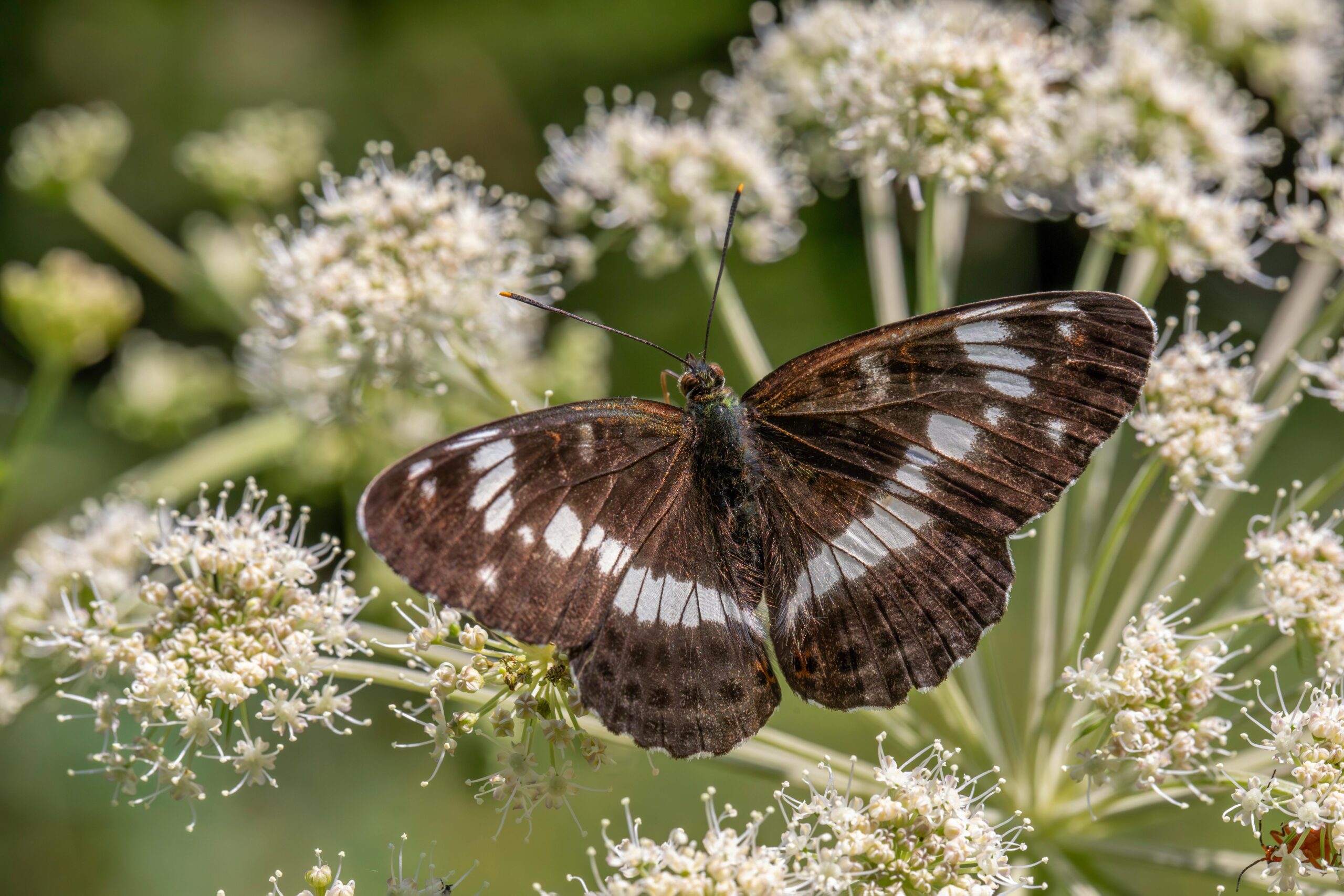 Detailansicht eines Weißen Admiral-Schmetterlings, der im Sommer auf einer weißen Blume ruht.