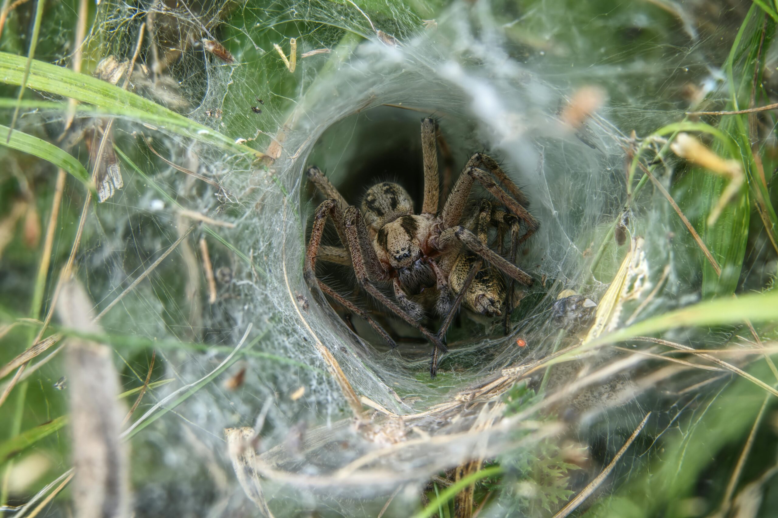 Detailliertes Makrofoto einer Spinne, die in einem Netztunnel nistet und komplizierte Spinnentiermerkmale zeigt.