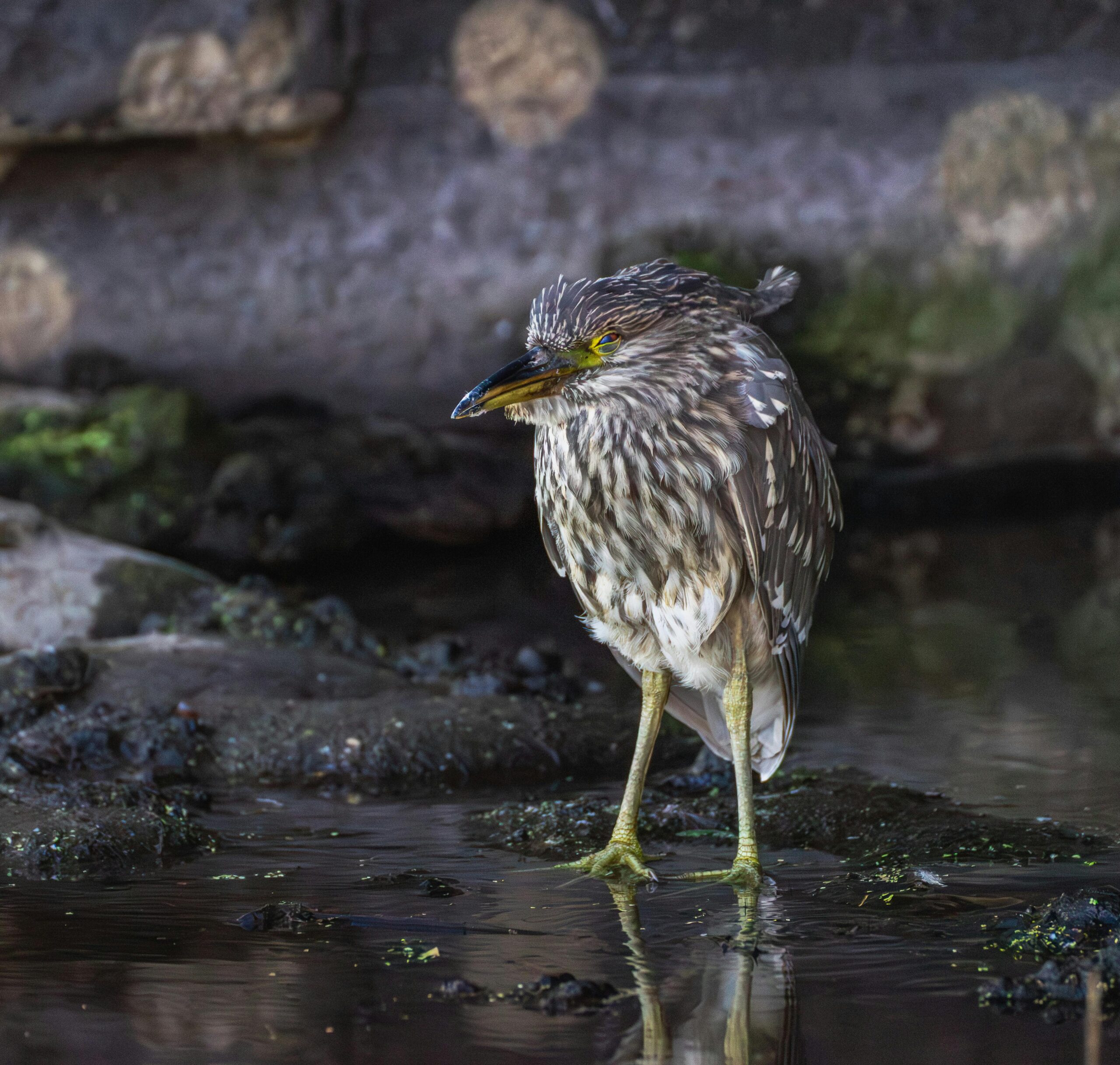 Kostenloses Stock Foto zu birdwatcher, botanisch, braun
