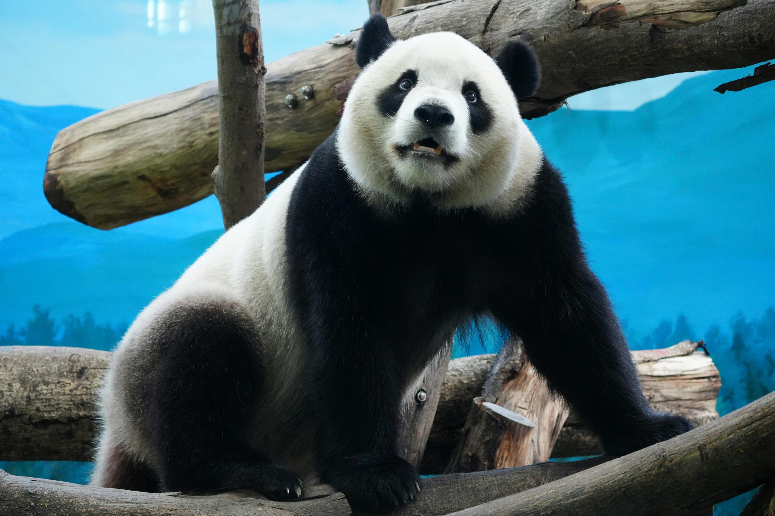 Großer Panda sitzt auf Baumstämmen vor einer gemalten Kulisse, die an seinen natürlichen Lebensraum erinnert.