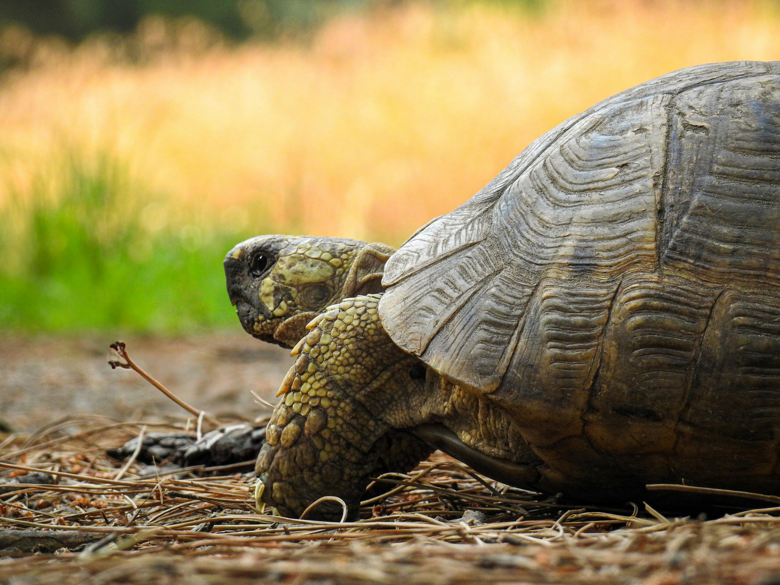 Einsame Schildkröte An Der Felsigen Küste