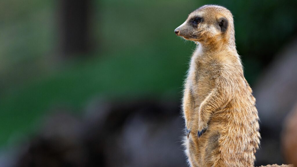 Tiergesundheit: Grundlagen und Einflussfaktoren