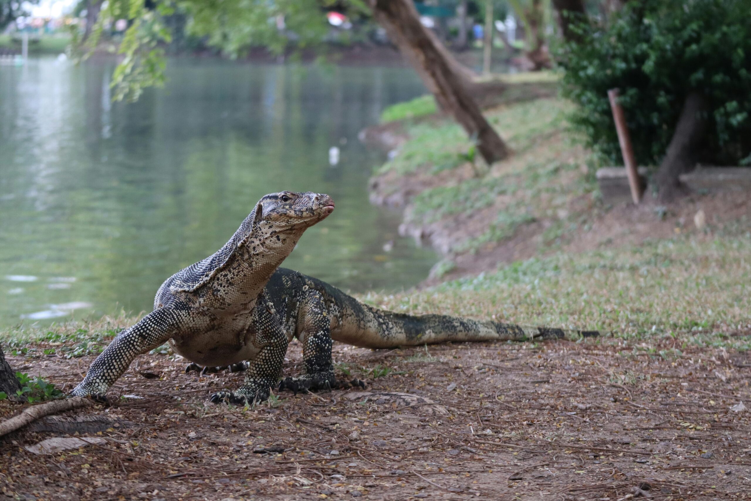Asiatischer Wasserwaran in der Nähe eines Sees in Thailand, im Freien.