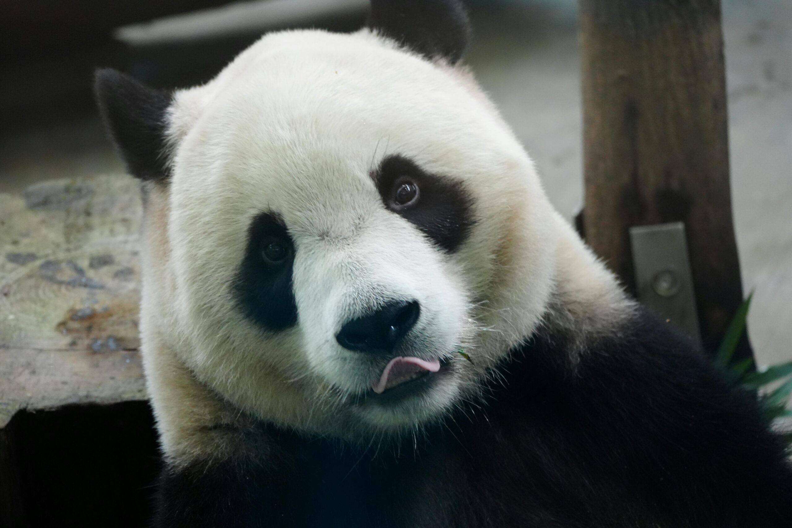 Ein entzückender Großer Panda entspannt sich drinnen. Sein verspielter Ausdruck wird in einer Nahaufnahme festgehalten.